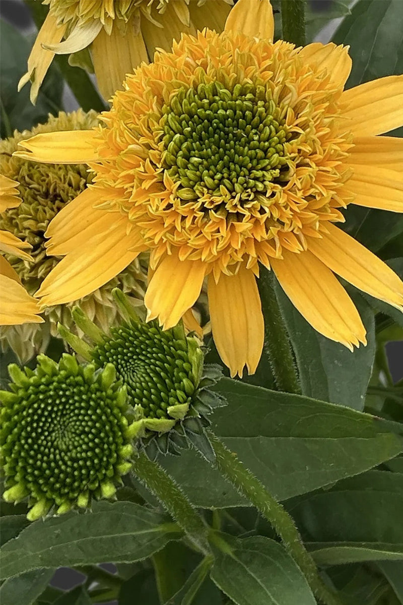 Coneflower, SunMagic Vintage Double Yellow