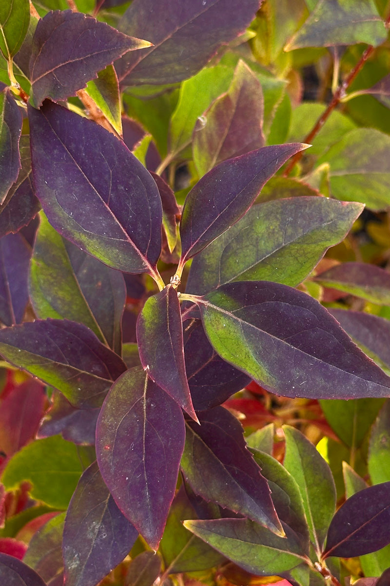 Forsythia, Sunrise