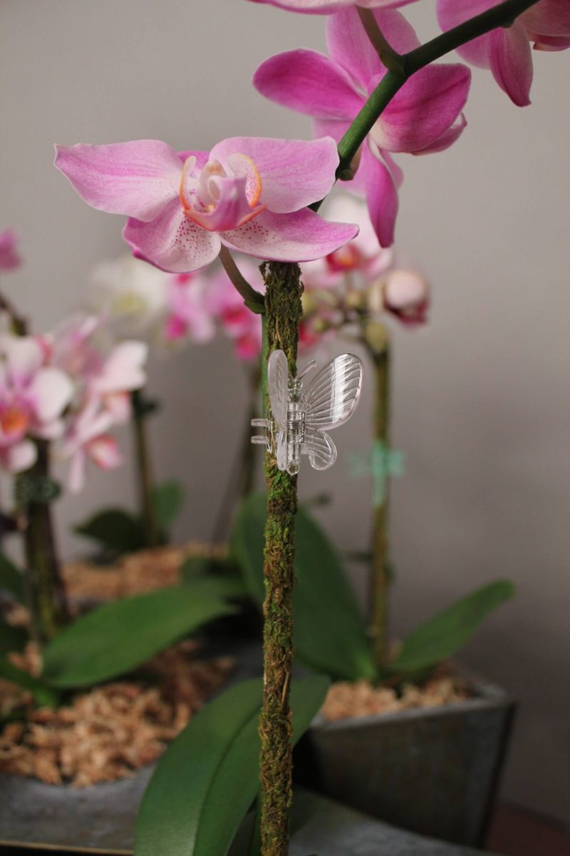 SuperMoss Orchid Butterfly Clips 10 Pack