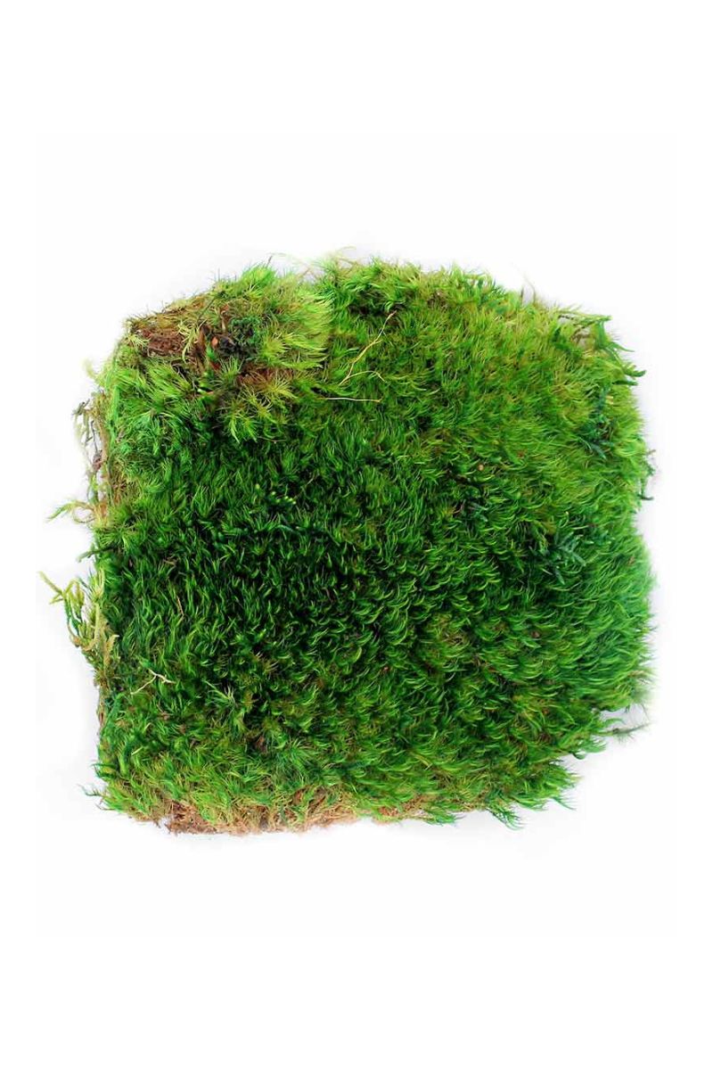 SuperMoss Preserved Mood Moss