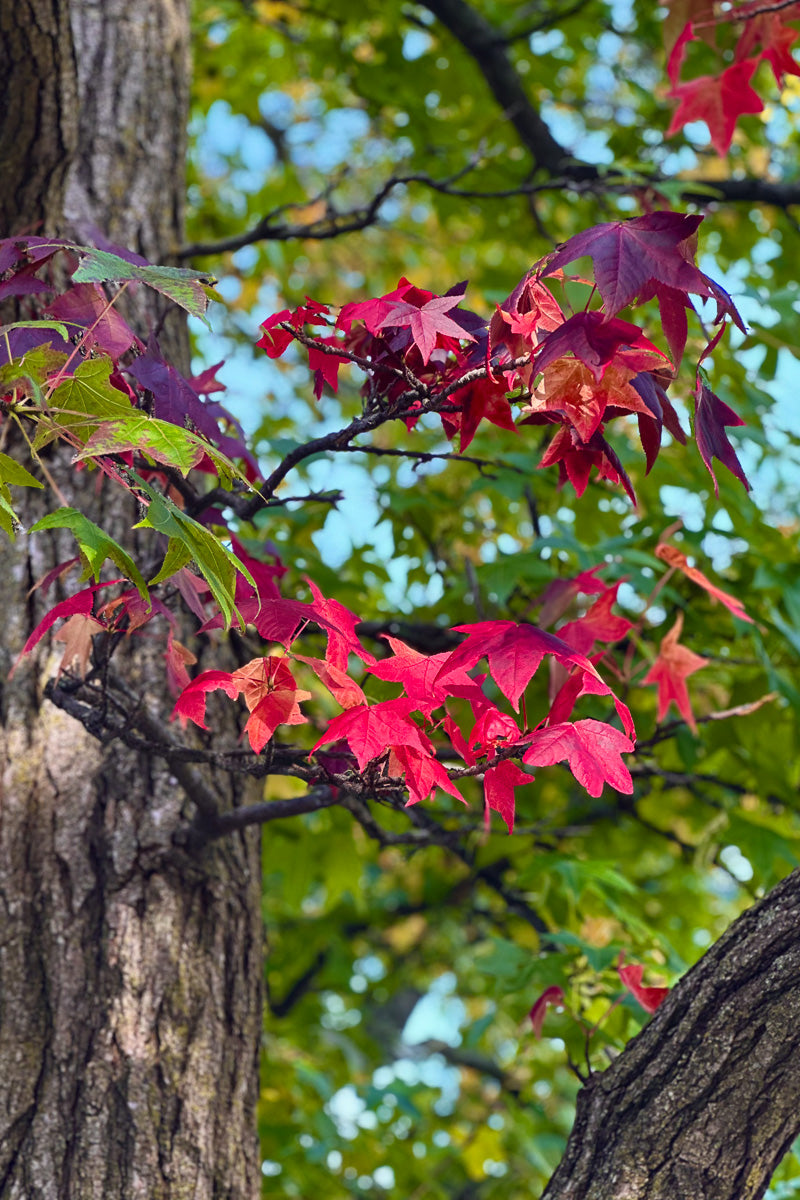 Sweetgum