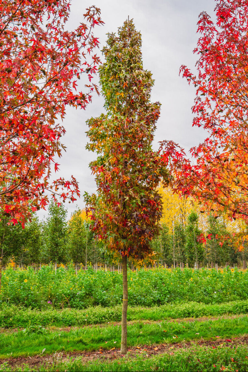 Sweetgum, Slender Silhouette