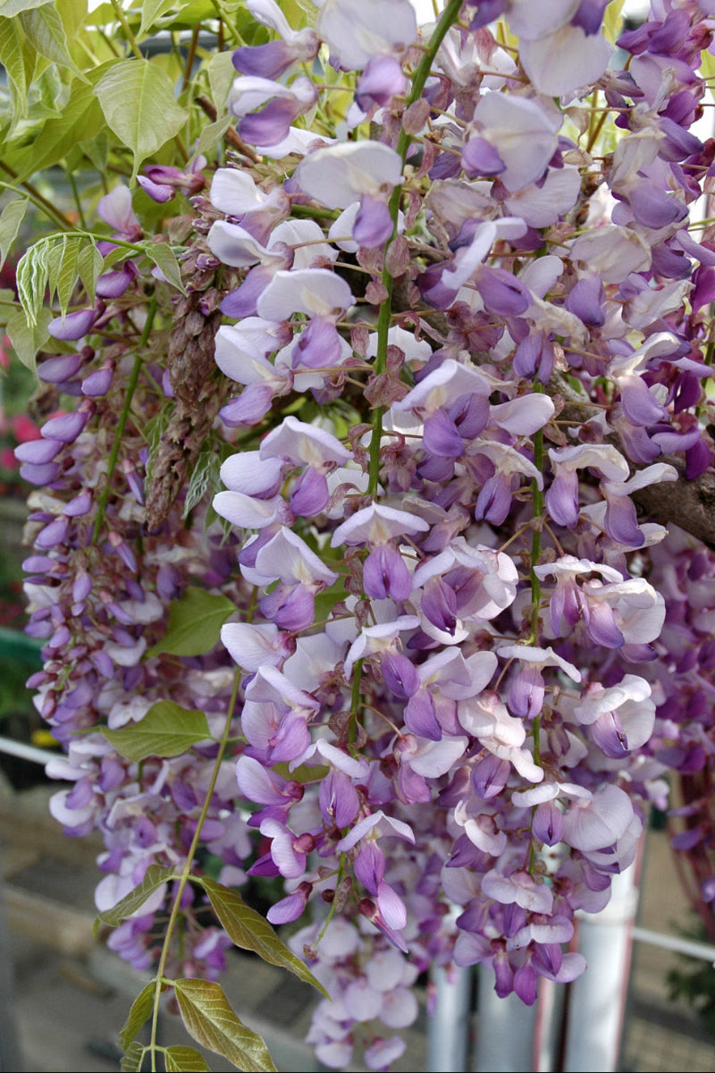 Vine, Wisteria Texas Purple