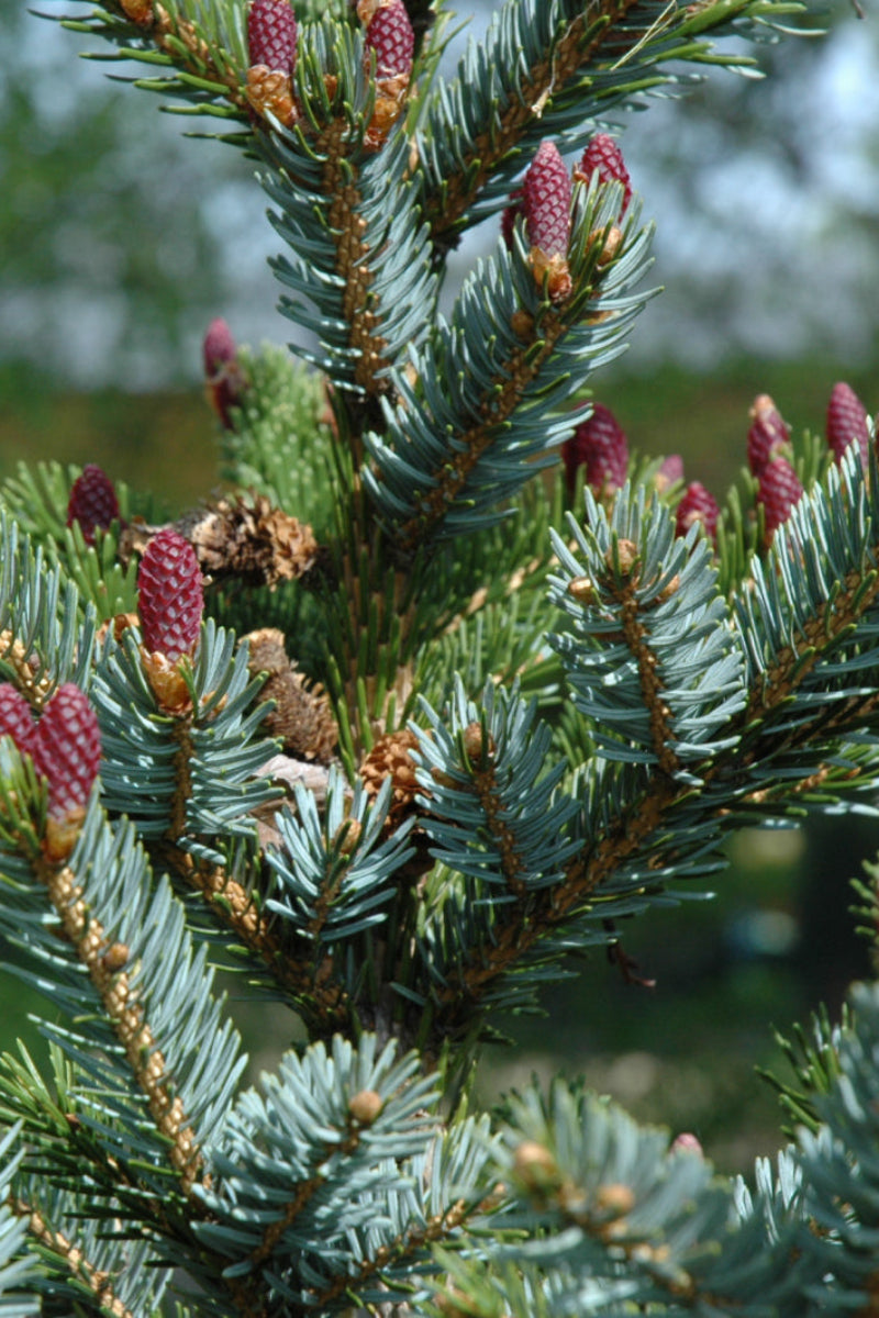 Spruce, Dwarf Tigertail
