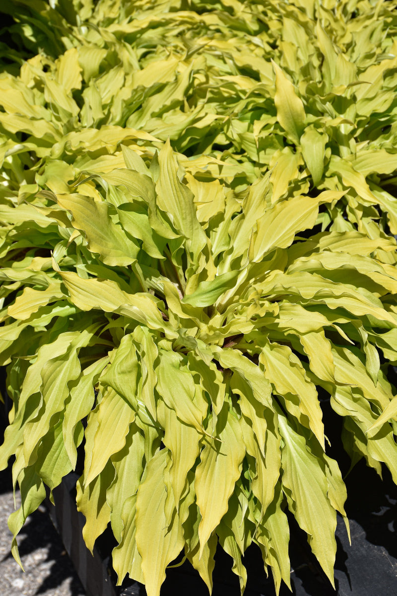 Hosta, Time in a Bottle