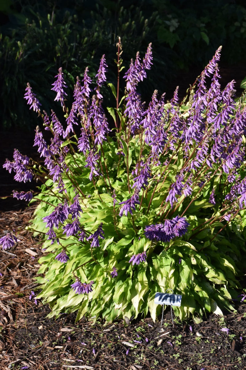 Hosta, Time in a Bottle