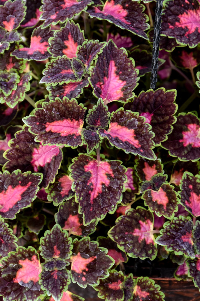 Coleus, Trailblazer Road Trip