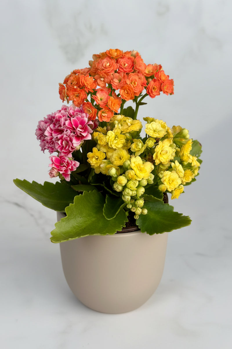 Kalanchoe, Tricolor 4"