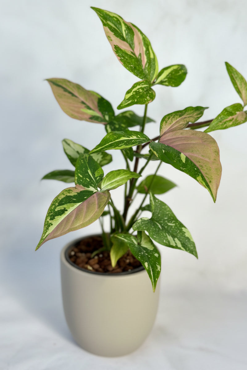 Syngonium, Tricolor 4"