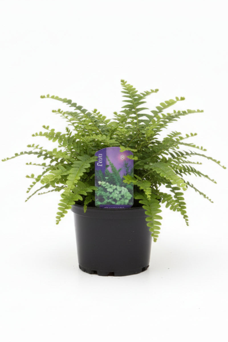 Fern, Lemon Button 3.5"