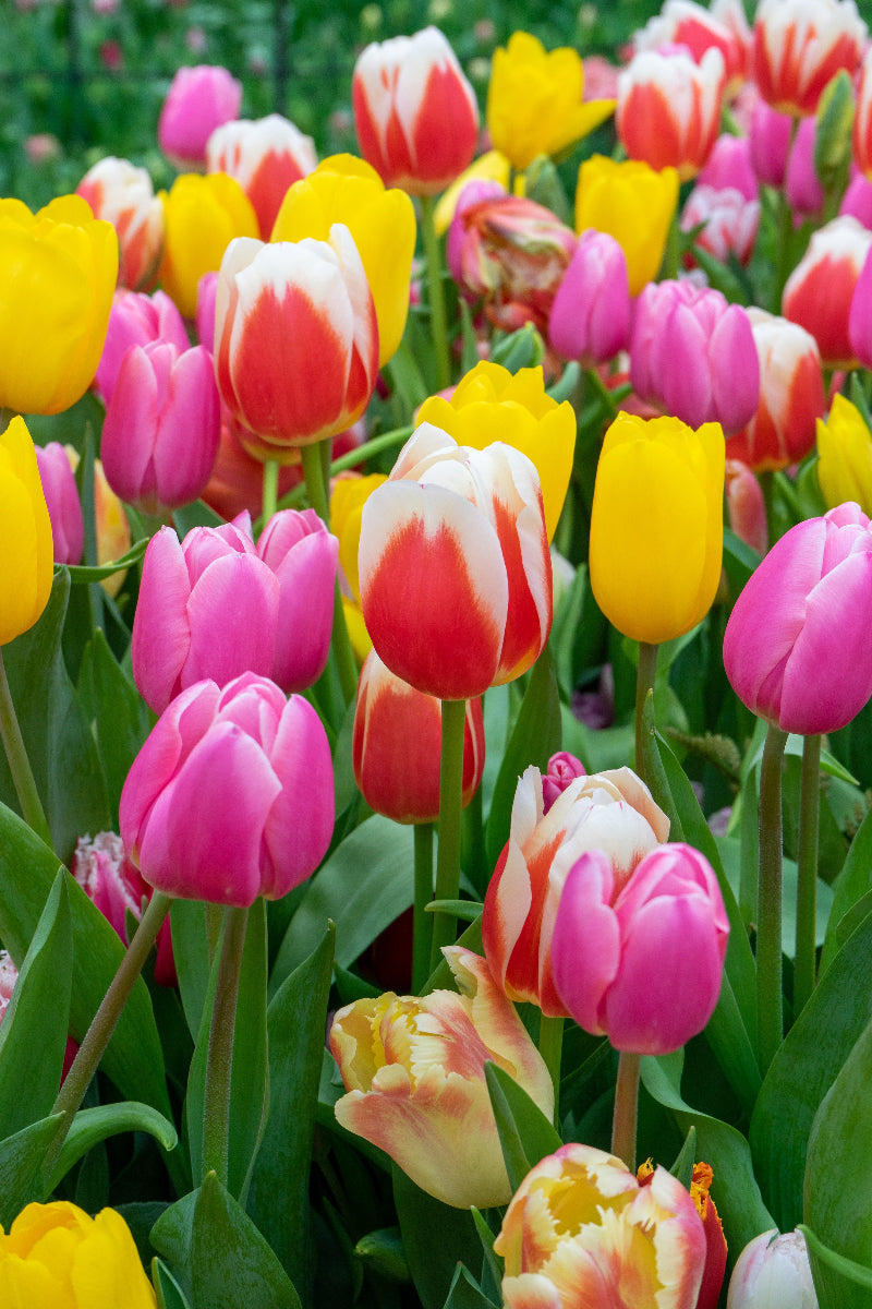 DeVroomen Tulips Triumph Blend Bulbs 12/Pack