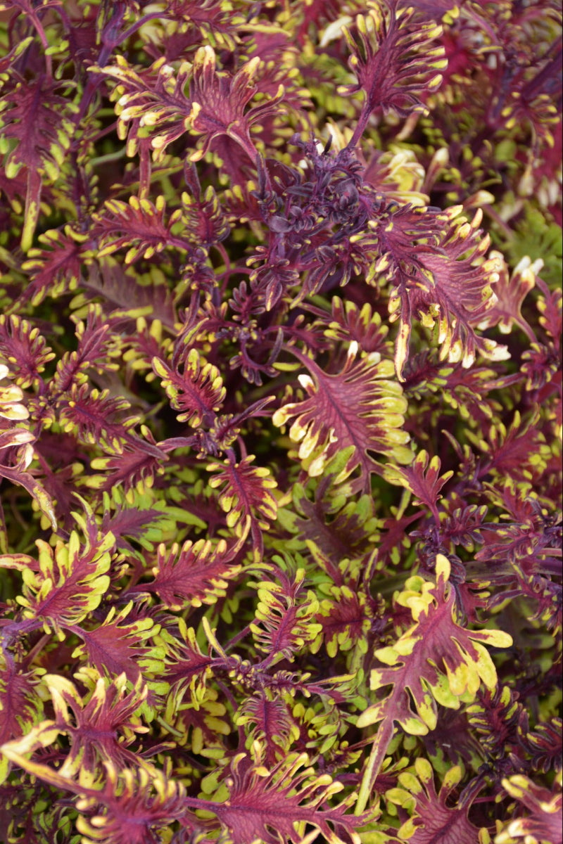 Coleus Under The Sea Bonefi