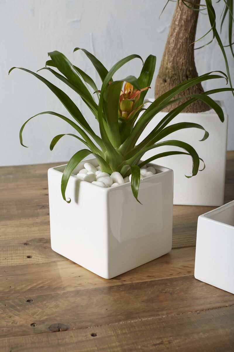 Accent Decor Urban Square Planter 4.75"x4.75" White