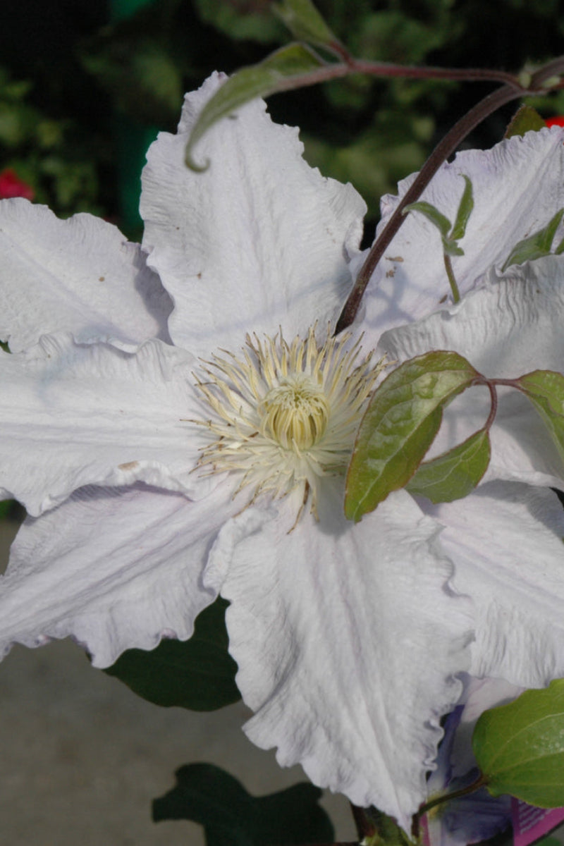 Clematis, Van Morning Mist