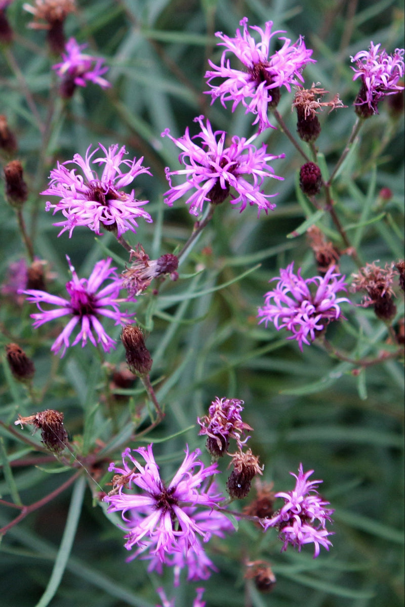 Vernonia, Summer's Swan Song
