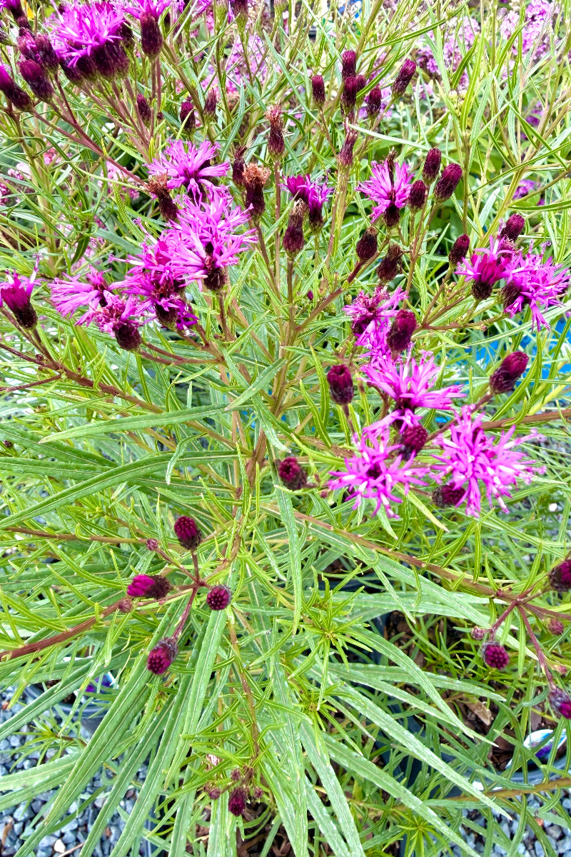 Vernonia, Summer's Swan Song