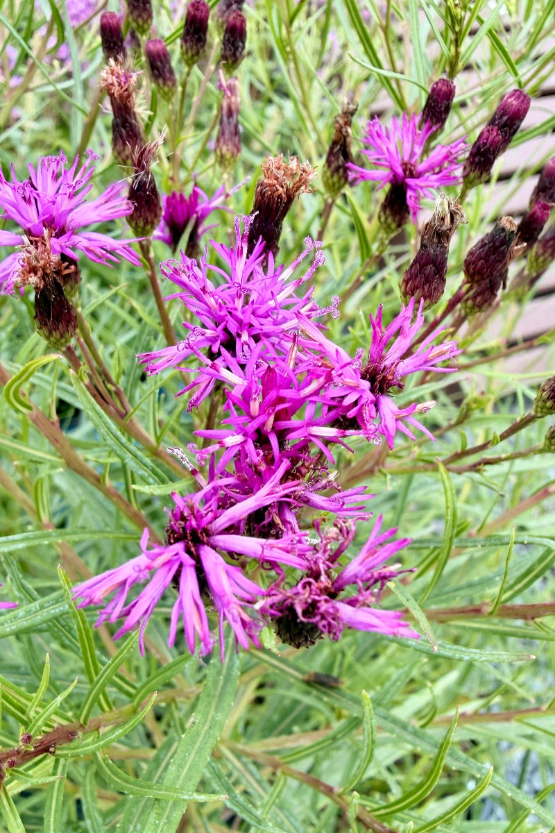 Vernonia, Summer's Swan Song