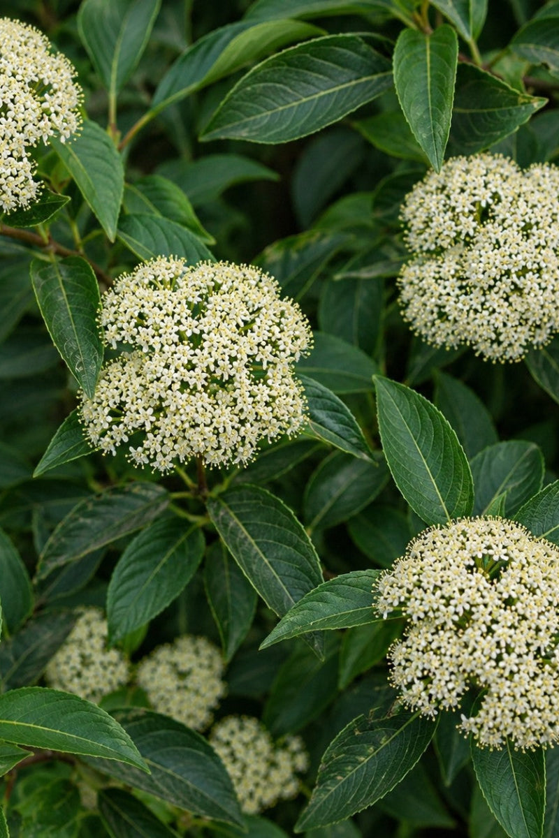 Viburnum, Freedom