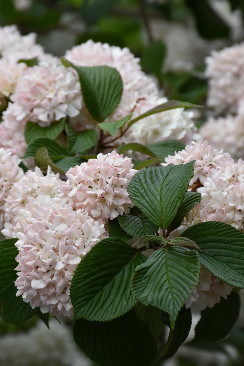 Viburnum, Doublefile Kernspin
