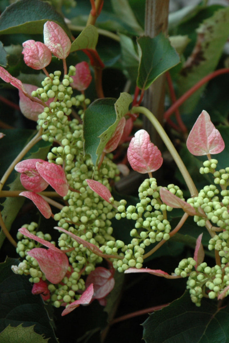 Vine, Hydrangea Japanese Roseum