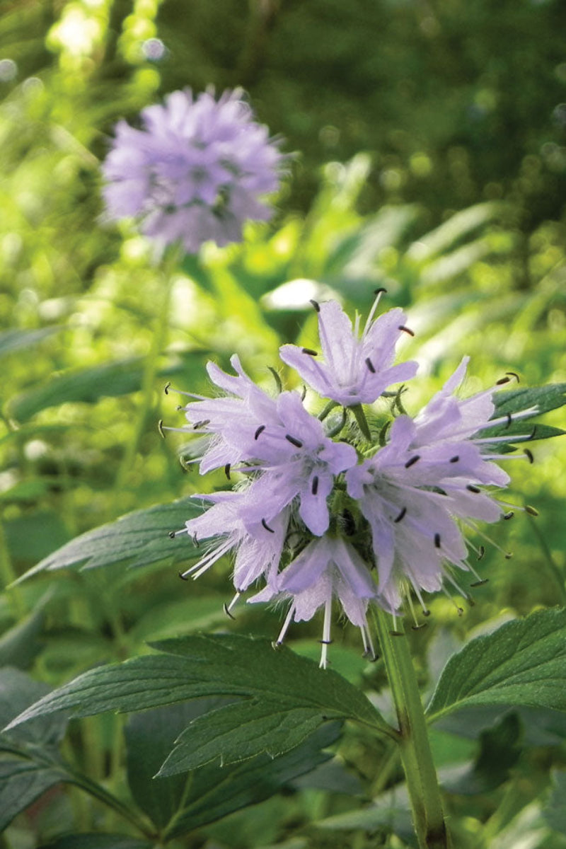 Virginia Waterleaf