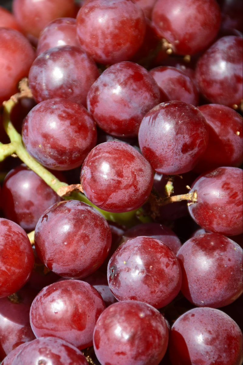 Vitis Canadice