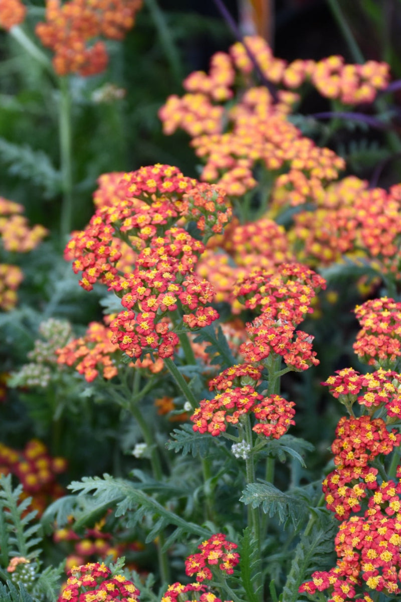 Yarrow, Walther Funcke