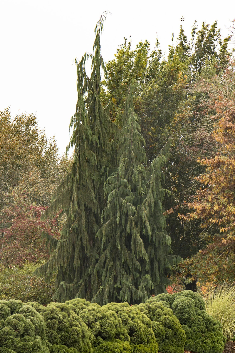 Falsecypress, Alaskan Weeping