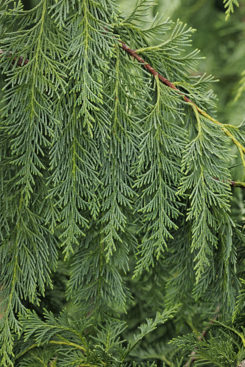 Falsecypress, Alaskan Weeping