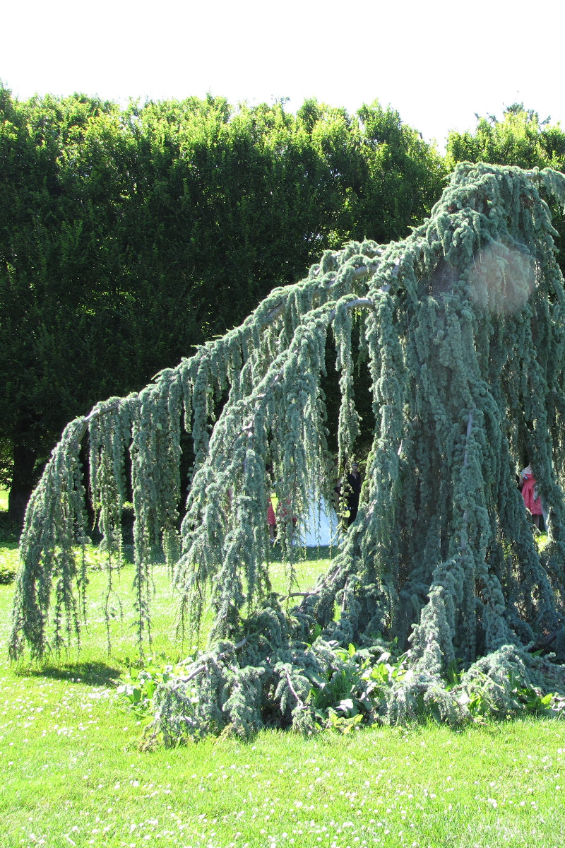 Atlantic Cedar, Weeping Blue