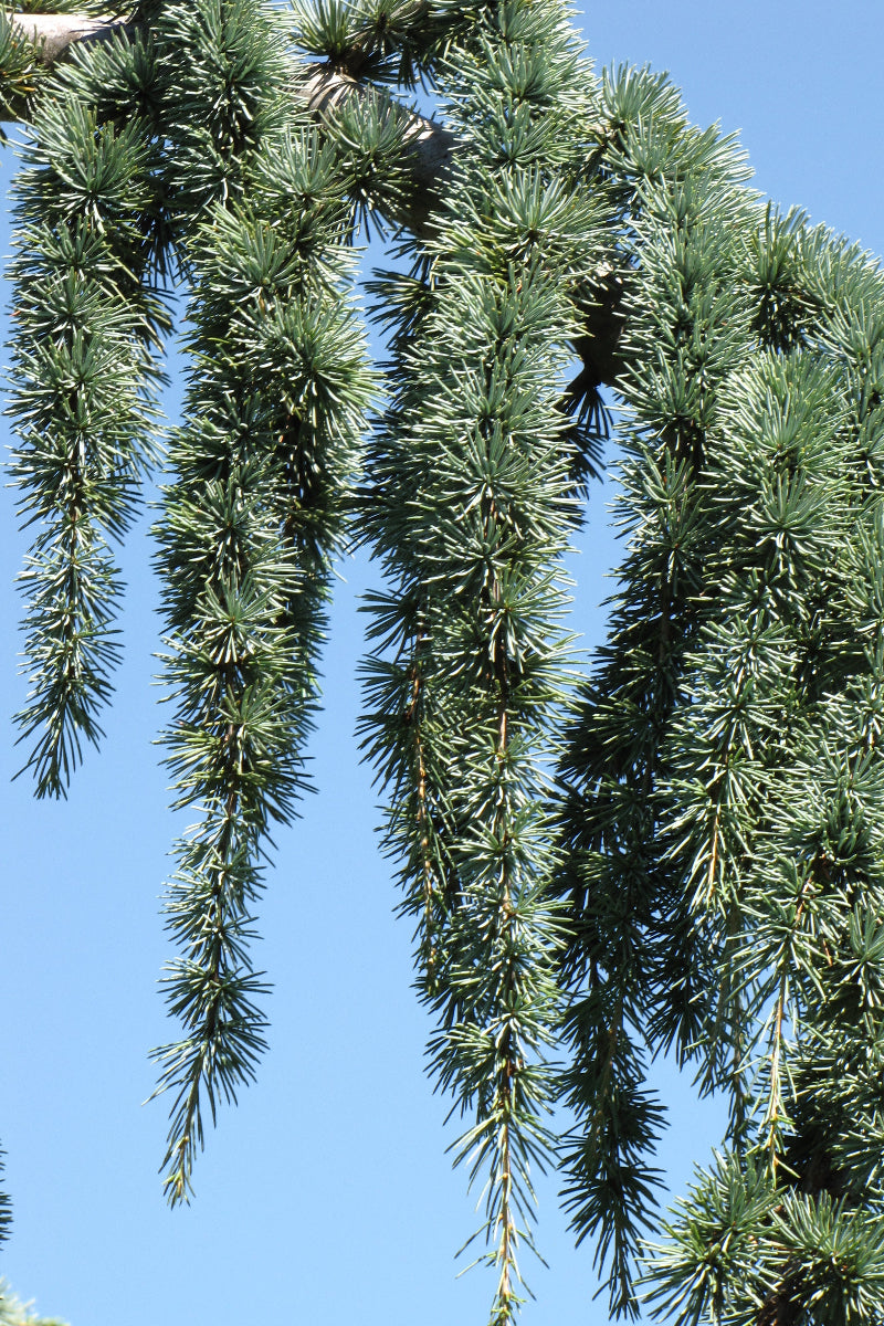 Atlantic Cedar, Weeping Blue
