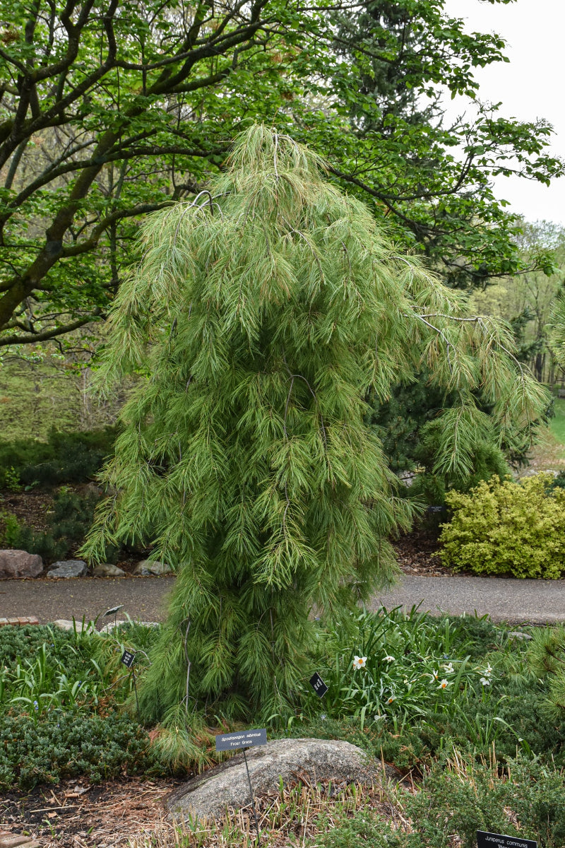 Pine, White Angel Falls