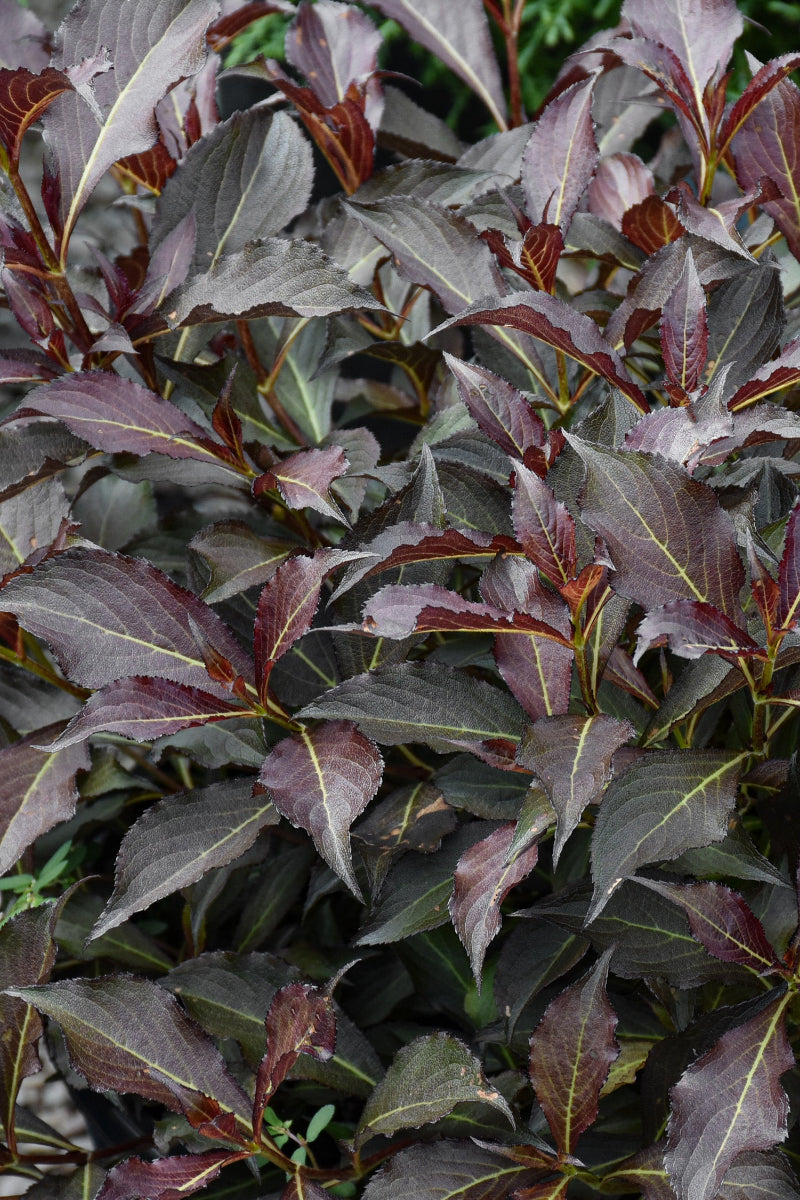 Weigela Electric Love