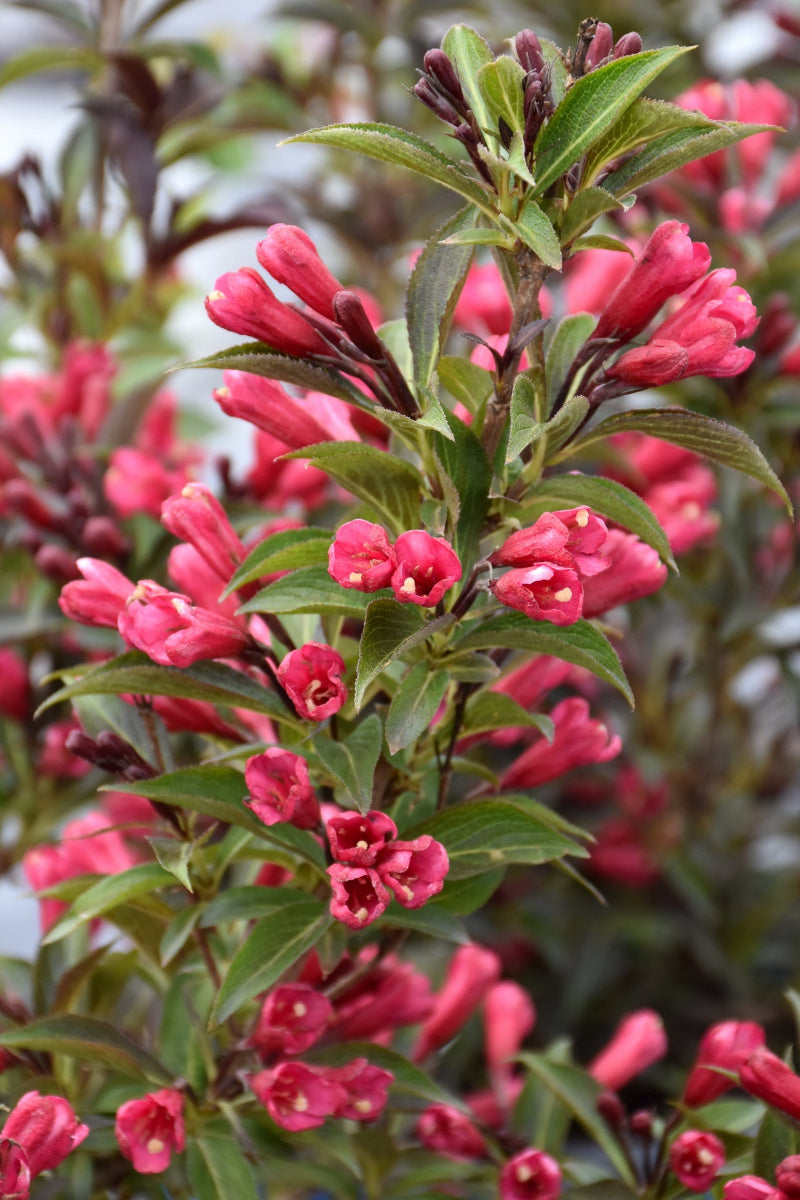 Weigela Electric Love