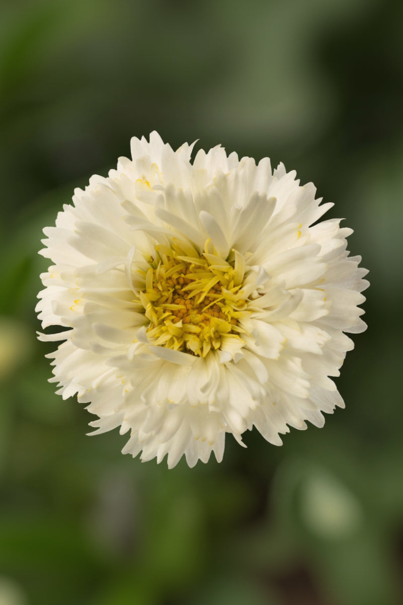 Shasta Daisy, Western Star Pisces