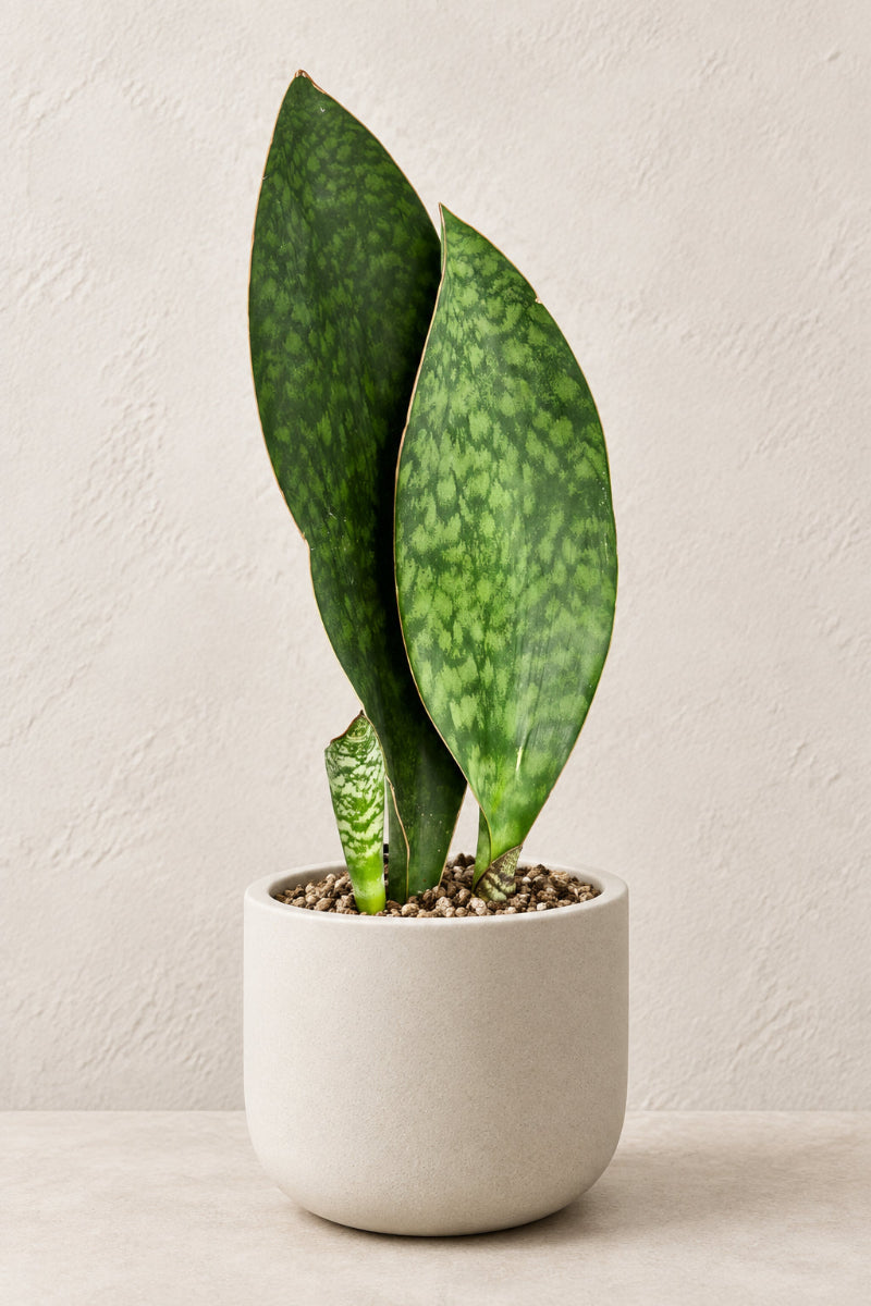 Snake Plant, Whale Fin 6"