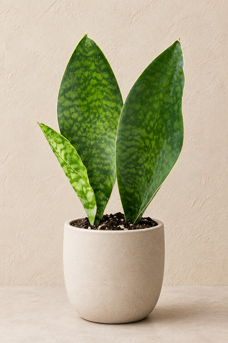 Snake Plant, Whale Fin 4"