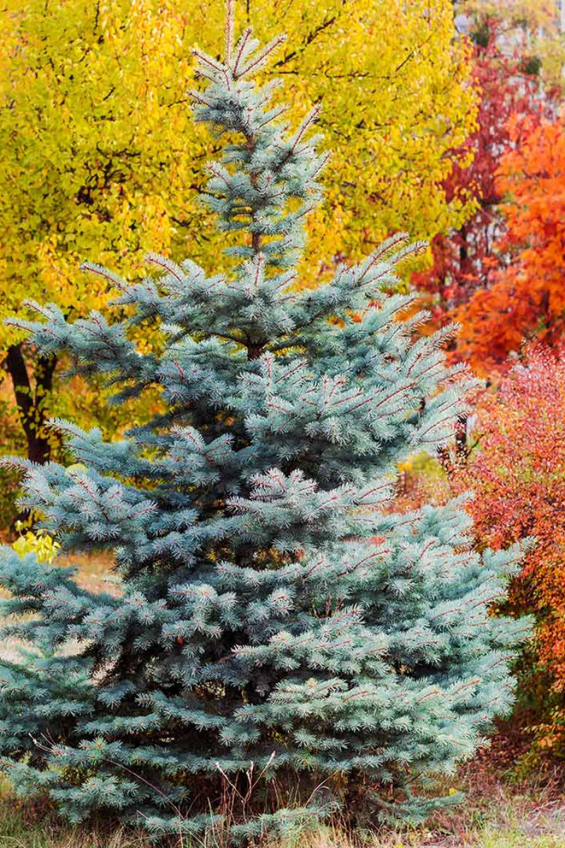 Spruce, Black Hills, Whiskey Blue