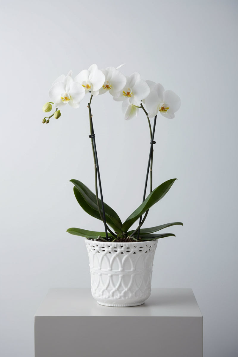 Ceramic Basket Weave Embossed Pot Small White