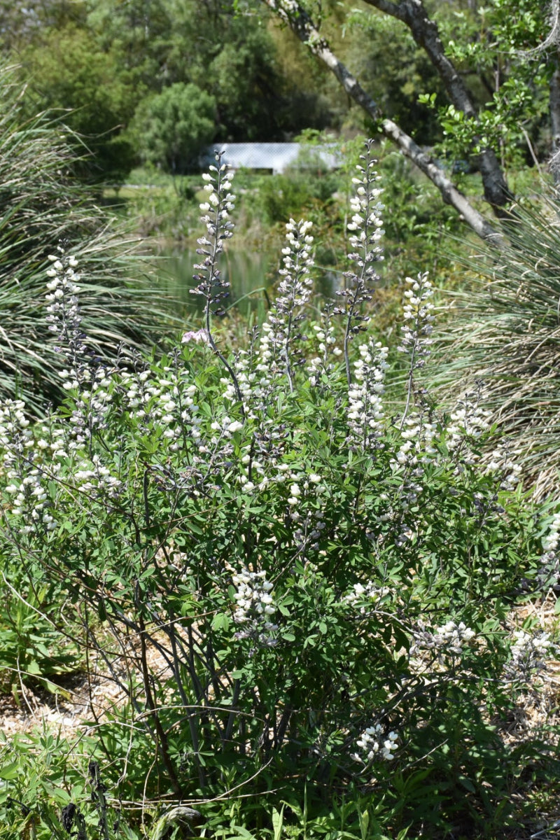 False Indigo, White