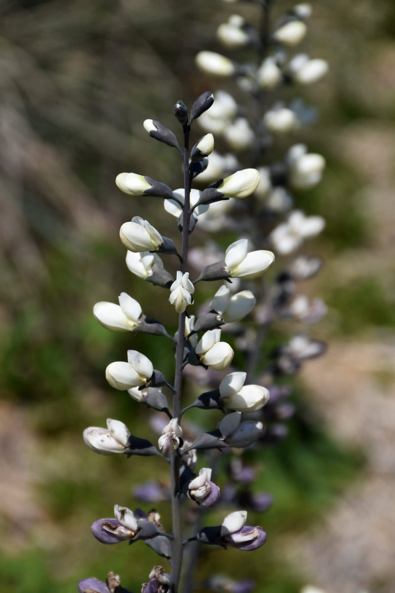 False Indigo, White