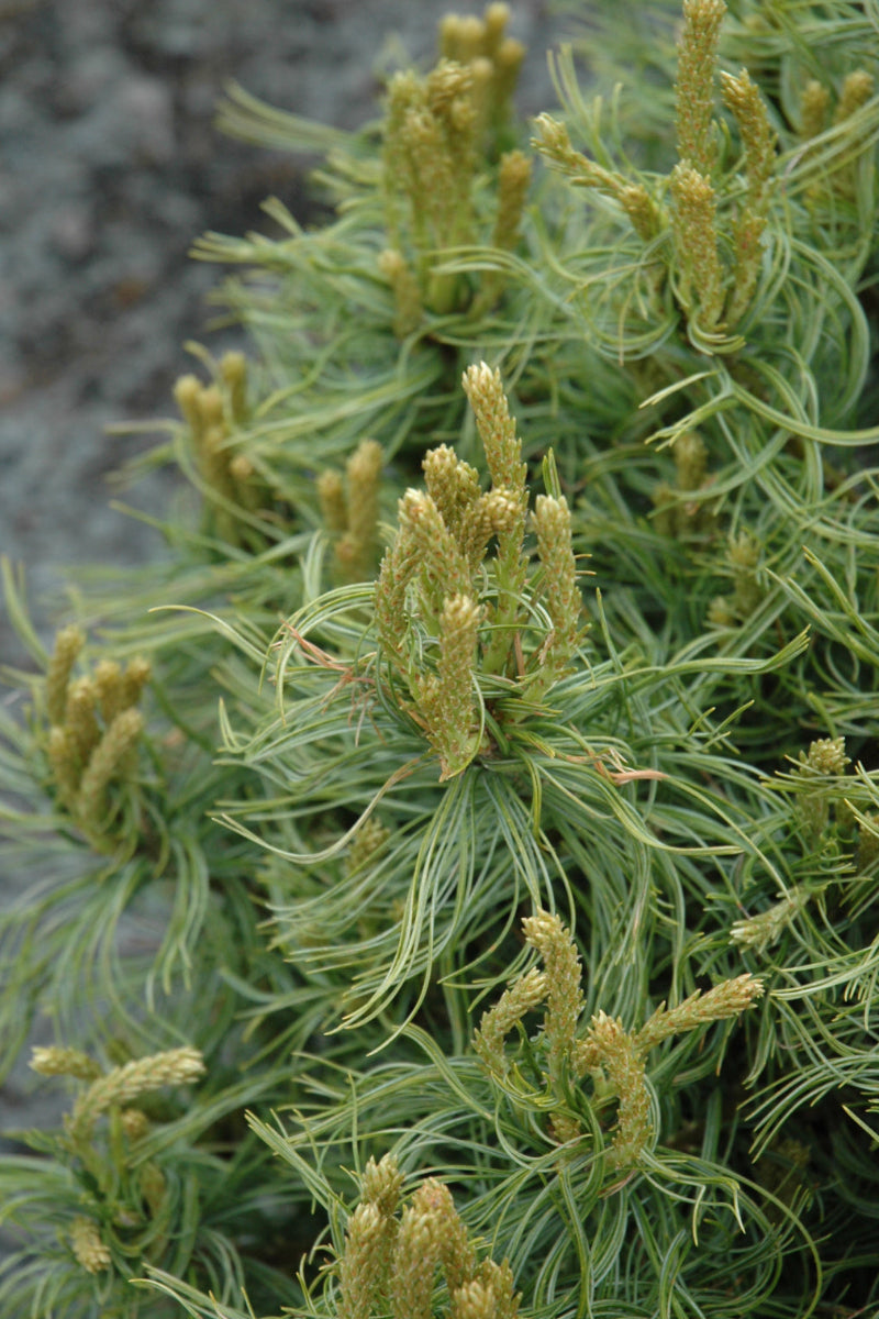 Pine, White Mini Twists
