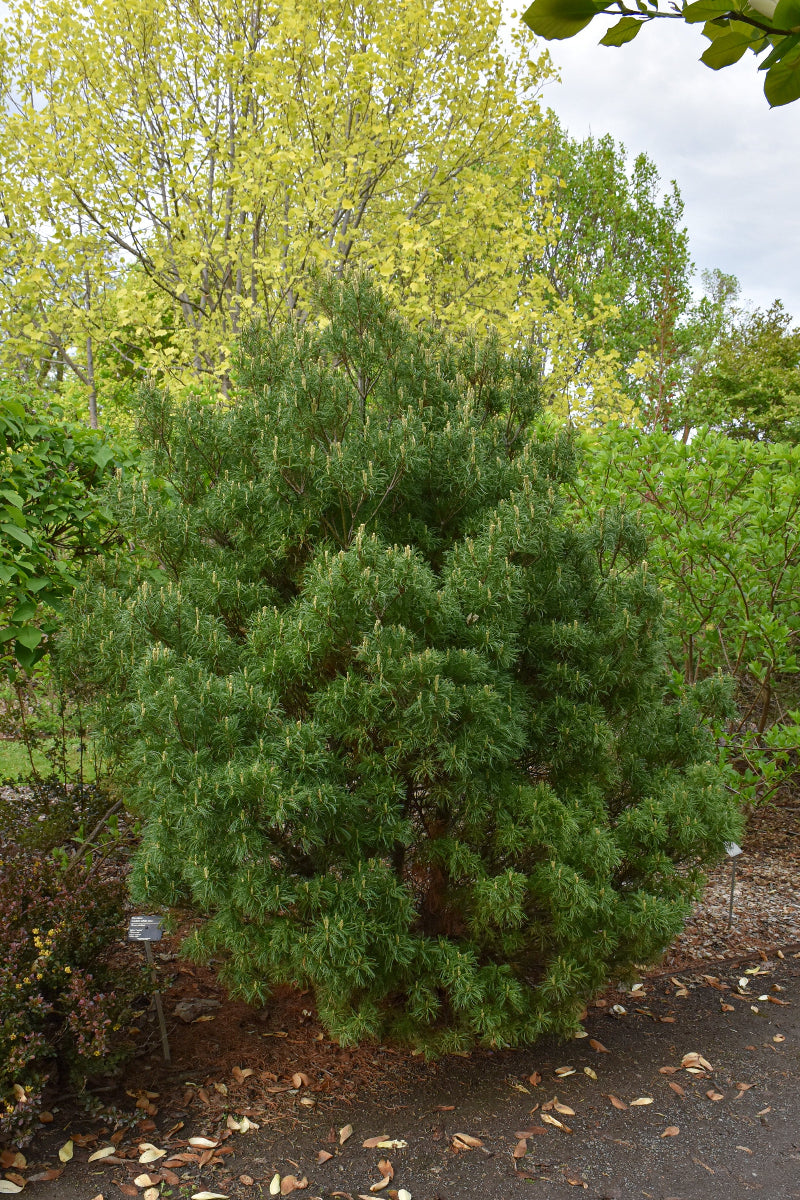 Pine, White Mini Twists