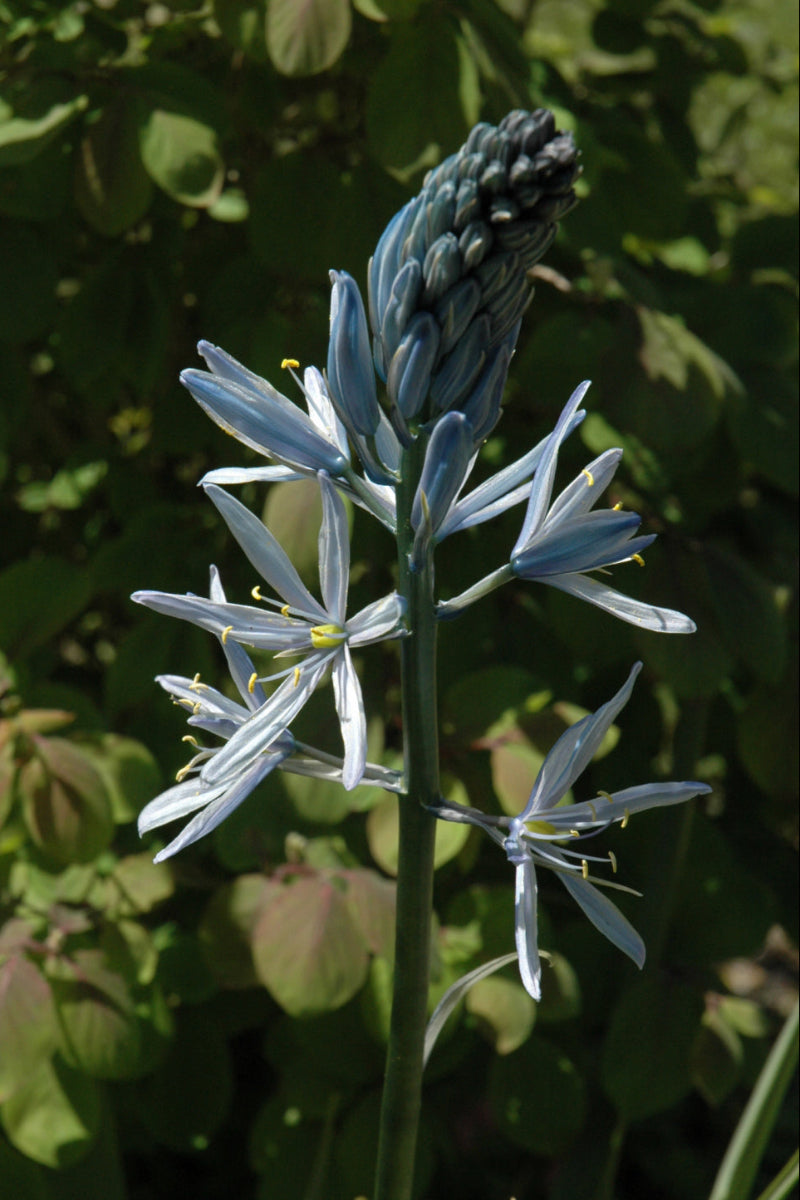 Wild Hyacinth