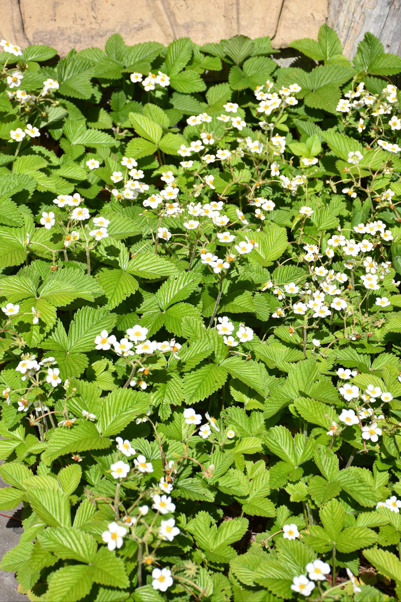 Strawberry, Wild