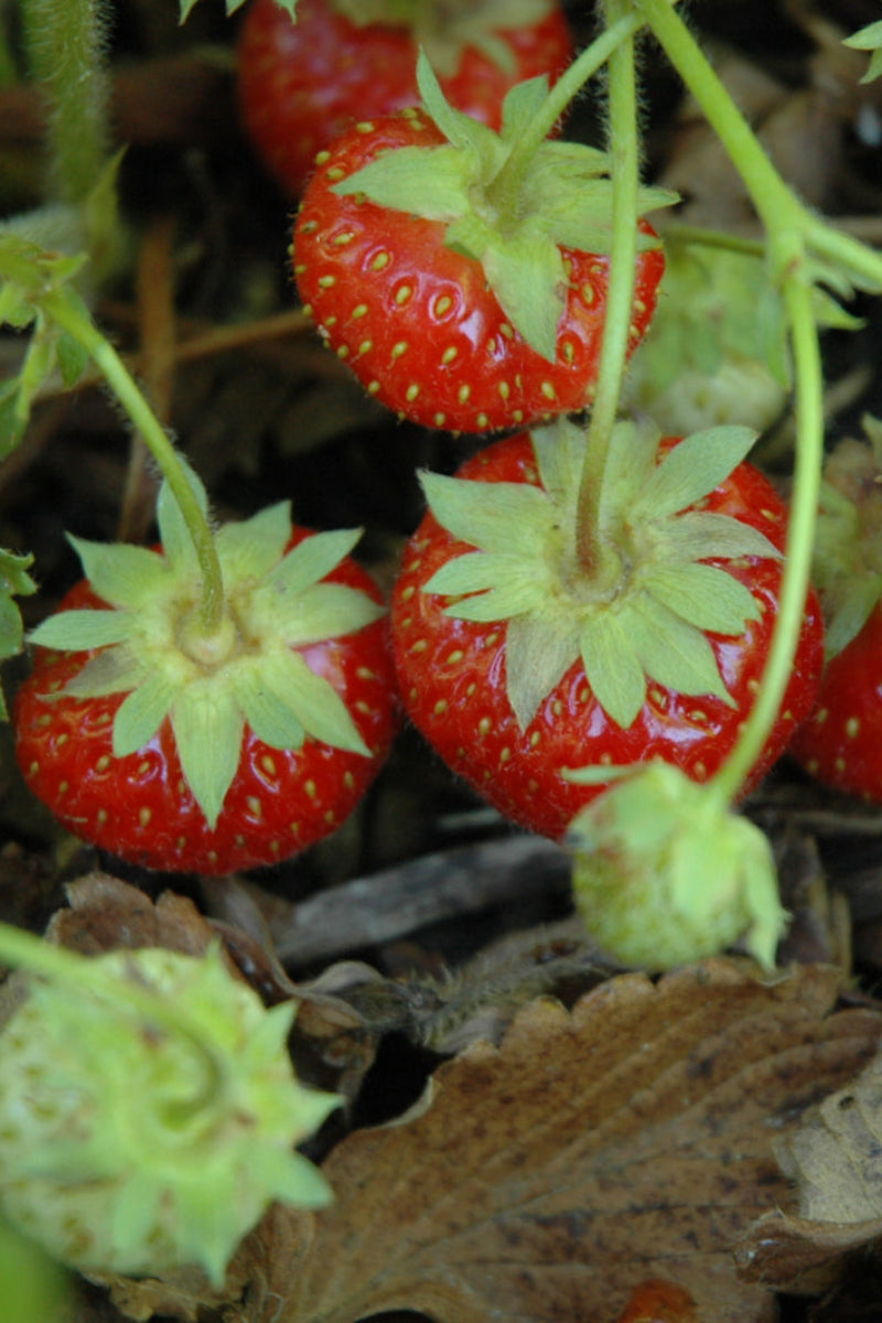 Strawberry, Wild