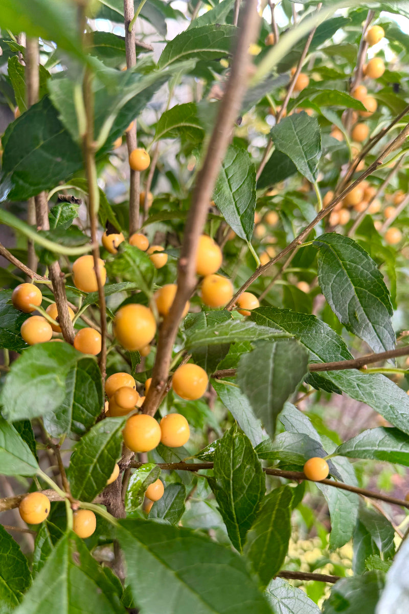 Winterberry, Berry Heavy Gold