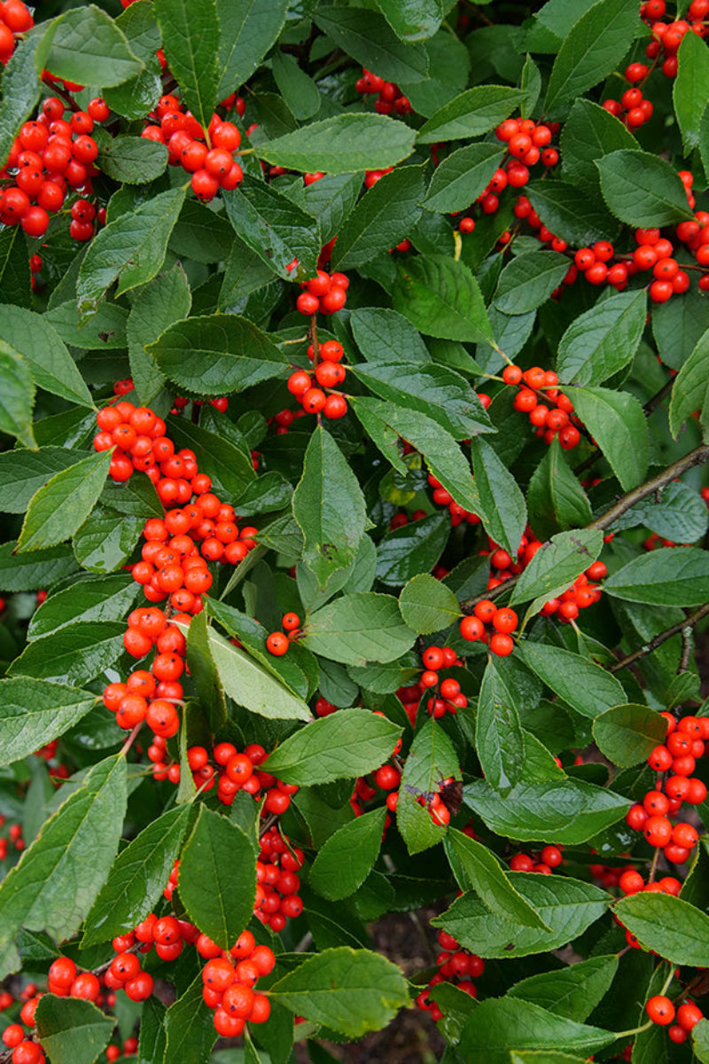 Winterberry, Female