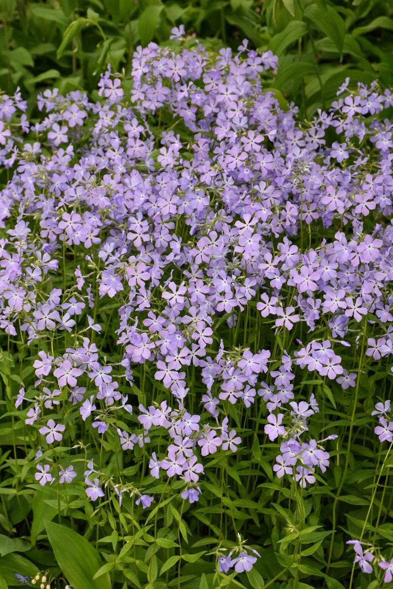 Phlox, Woodland