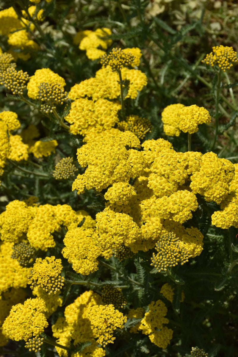 Yarrow, Sassy Summer Lemon